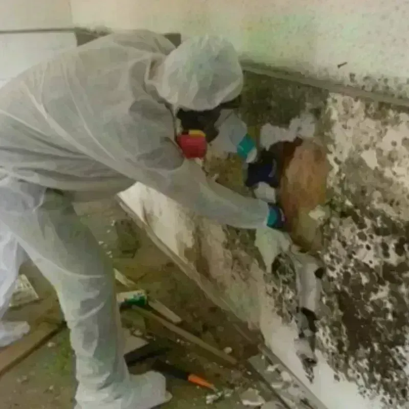 Mold Remediation and Removal in Palm Beach County, FL